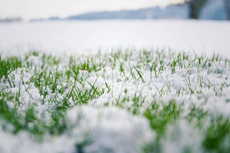 snow-on-grass